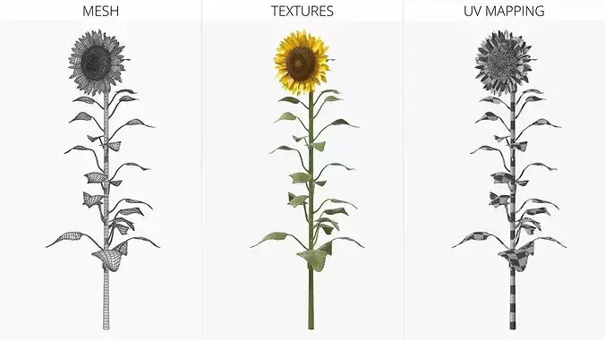 Blooming Sunflower Stem Tall Fur 3D model 6