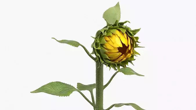 Young Sunflower Bud Bending Fur 3D model 6