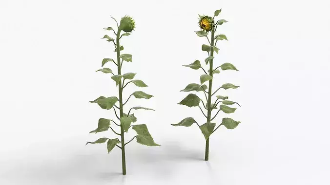Young Sunflower Bud Bending Fur 3D model 4
