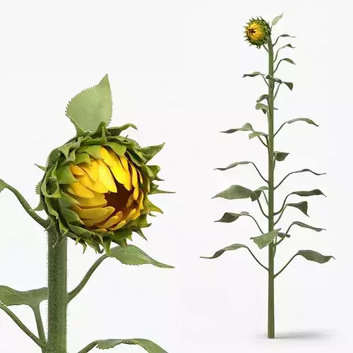 Young Sunflower Bud Bending Fur 3D model