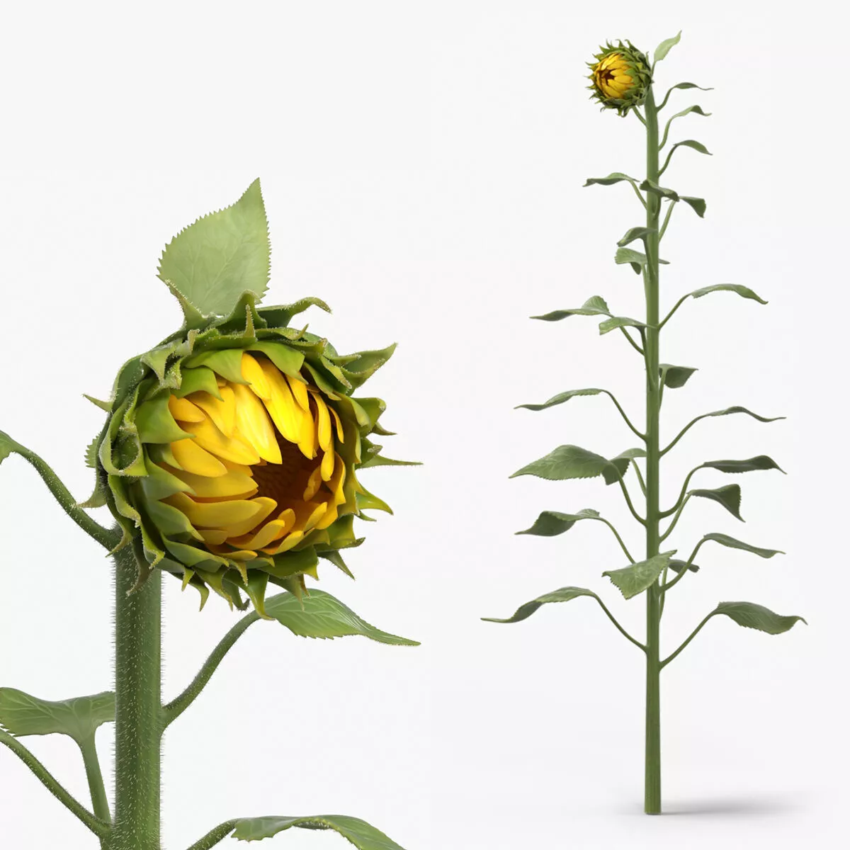 Young Sunflower Bud Bending Fur 3D model