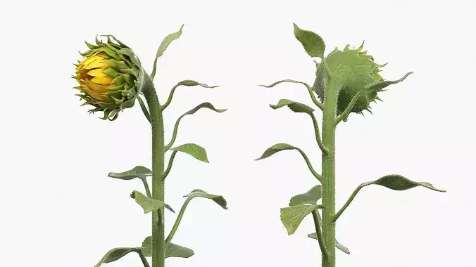 Young Sunflower Bud Bending Fur 3D model 5