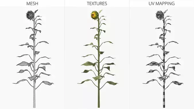 Young Sunflower Bud Bending Fur 3D model 7