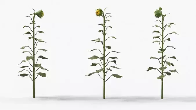 Young Sunflower Bud Bending Fur 3D model 2
