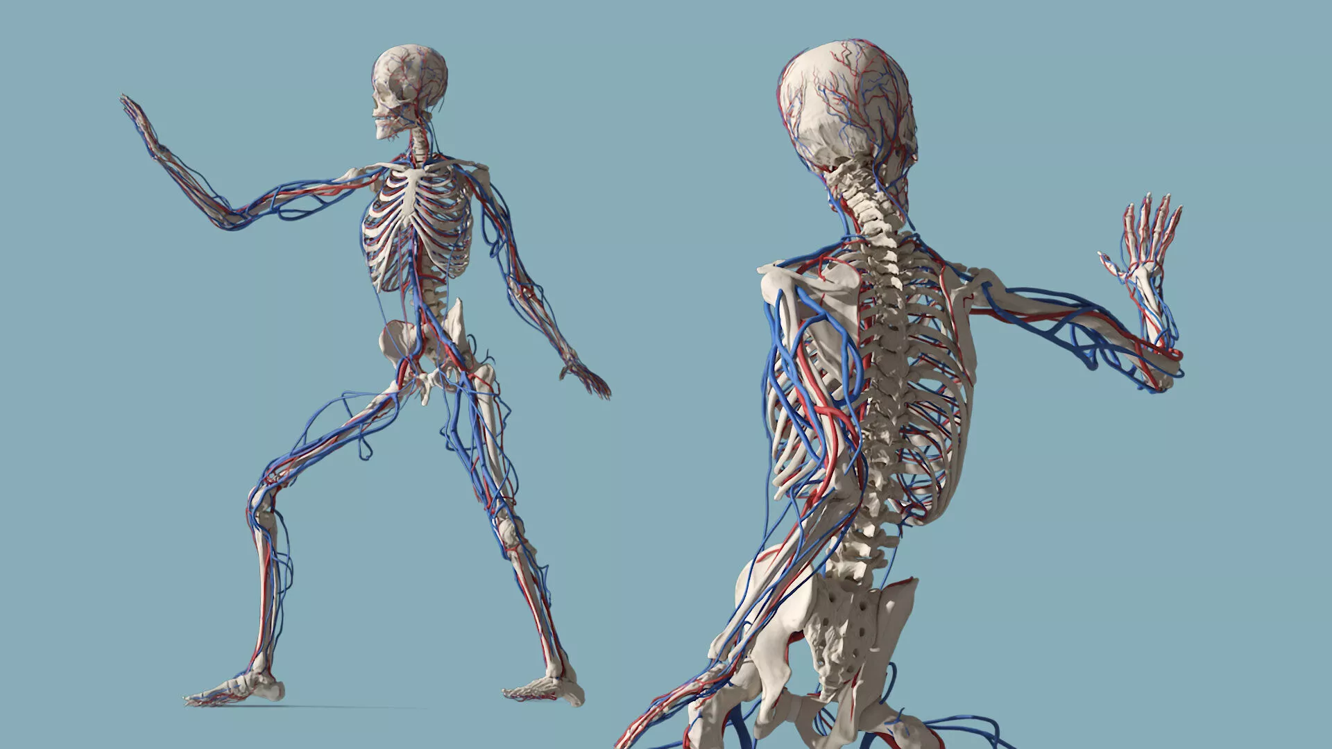 Skeletal and Circulatory System Rigged for Cinema 4D 3D model