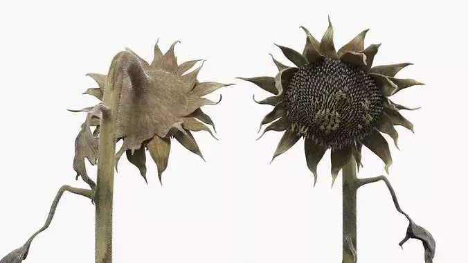 Dried Sunflower Plant Wilted Fur 3D model 4