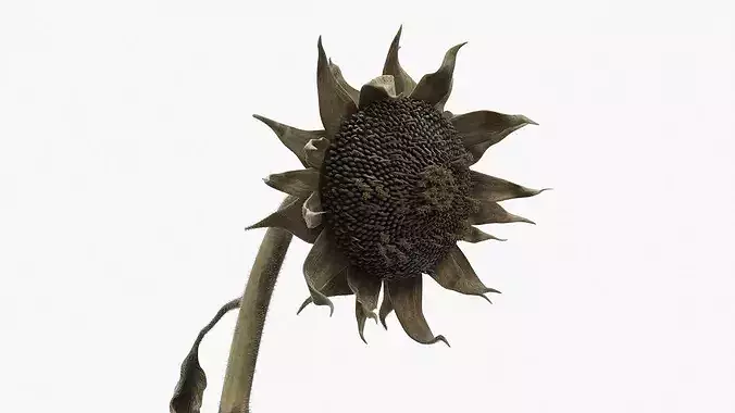 Dried Sunflower Plant Wilted Fur 3D model