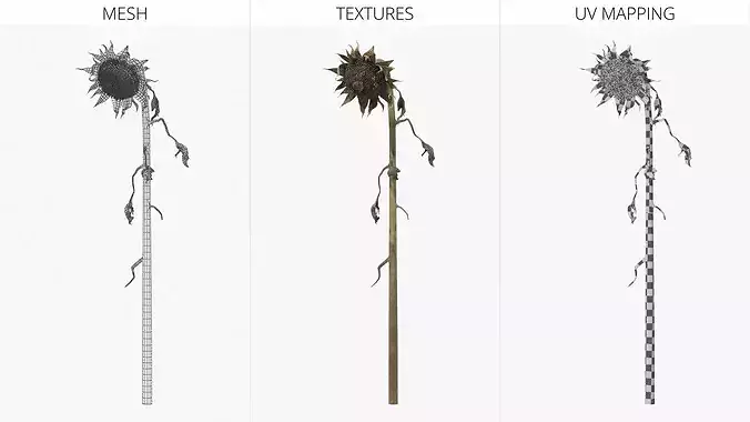 Dried Sunflower Plant Wilted Fur 3D model 6