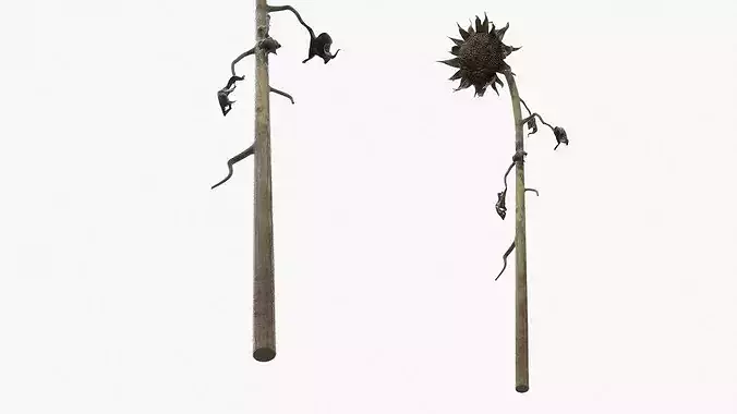 Dried Sunflower Plant Wilted Fur 3D model 5
