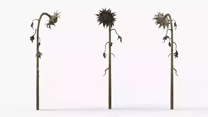Dried Sunflower Plant Wilted Fur 3D model 3