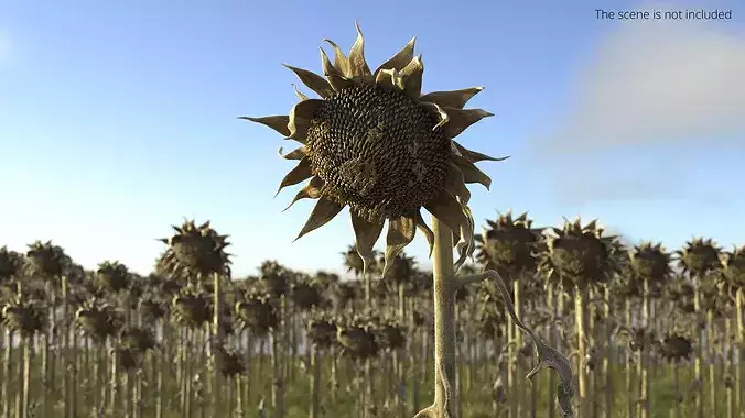 Dried Sunflower Plant Wilted Fur 3D model 2