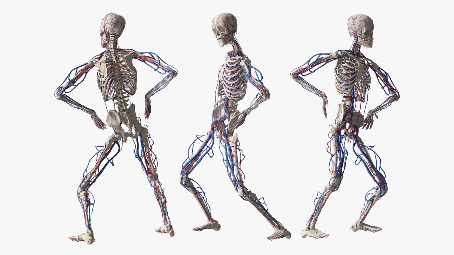 Skeletal and Circulatory System Rigged for Maya 3D model