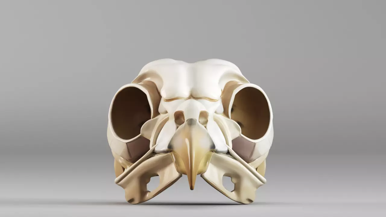 S00253 Stylized Ivory Bird Skull 3D model
