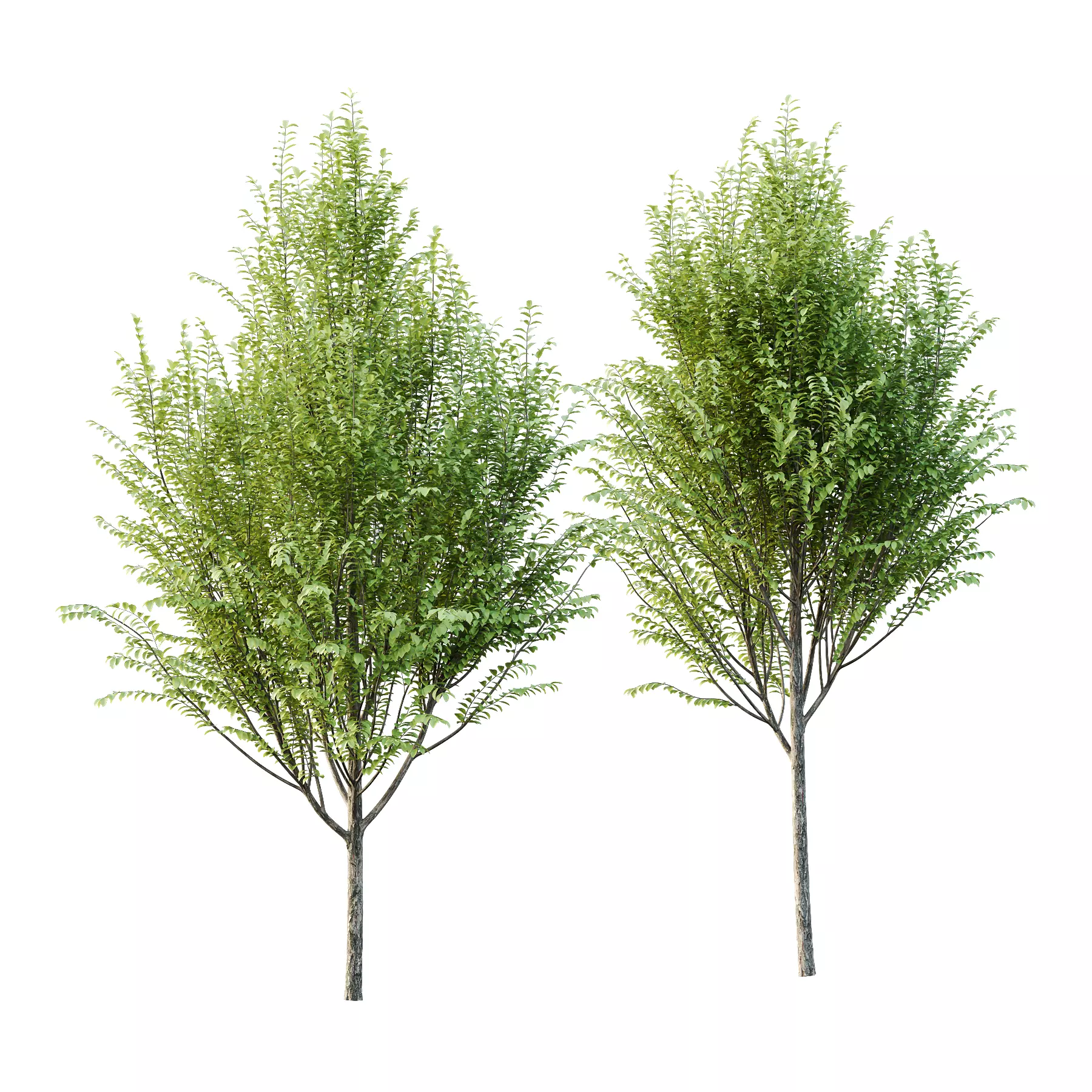 Ulmus pumila Tree 01 3D model