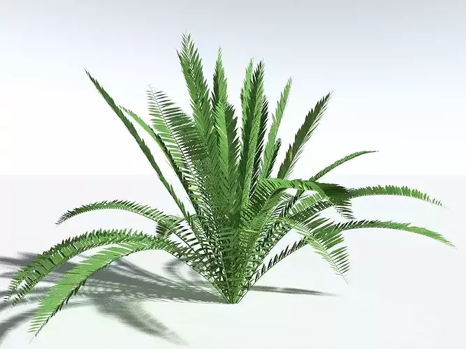 EVERYPlant Western Sword Fern LowPoly