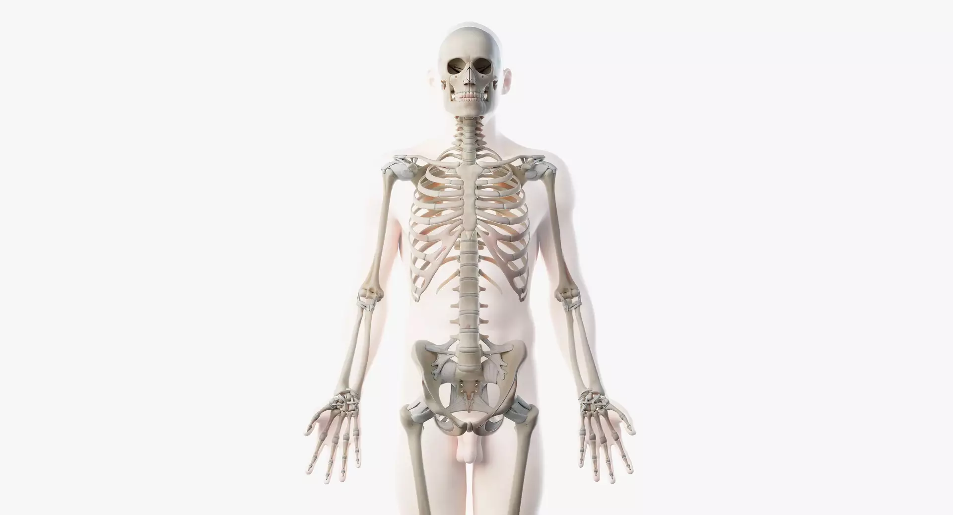Realistic Human Male Skeleton Anatomy 3D model