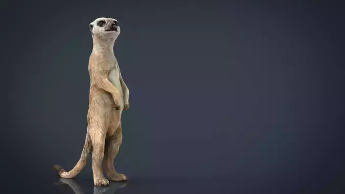 Meerkat Low-poly 3D model