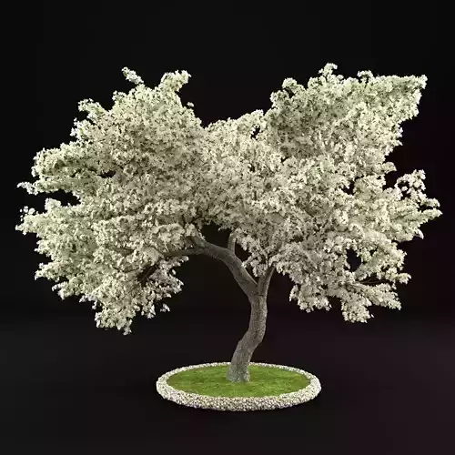 Flowering Apple Tree 3