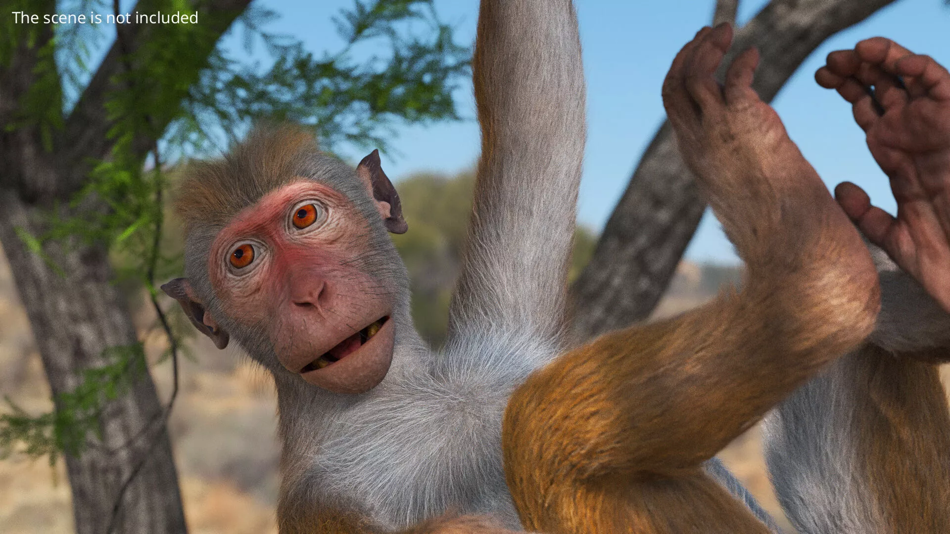 Wild Rhesus Monkey Light Brown Fur for Cinema 4D Rigged 3D model