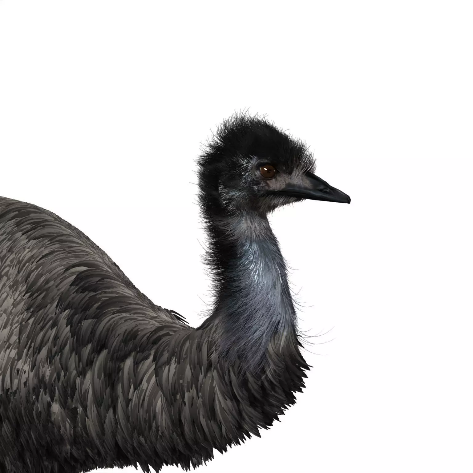 Emu with realistic fur Low-poly 3D model_0