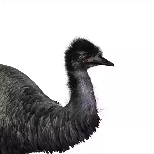 Emu with realistic fur Low-poly 3D model