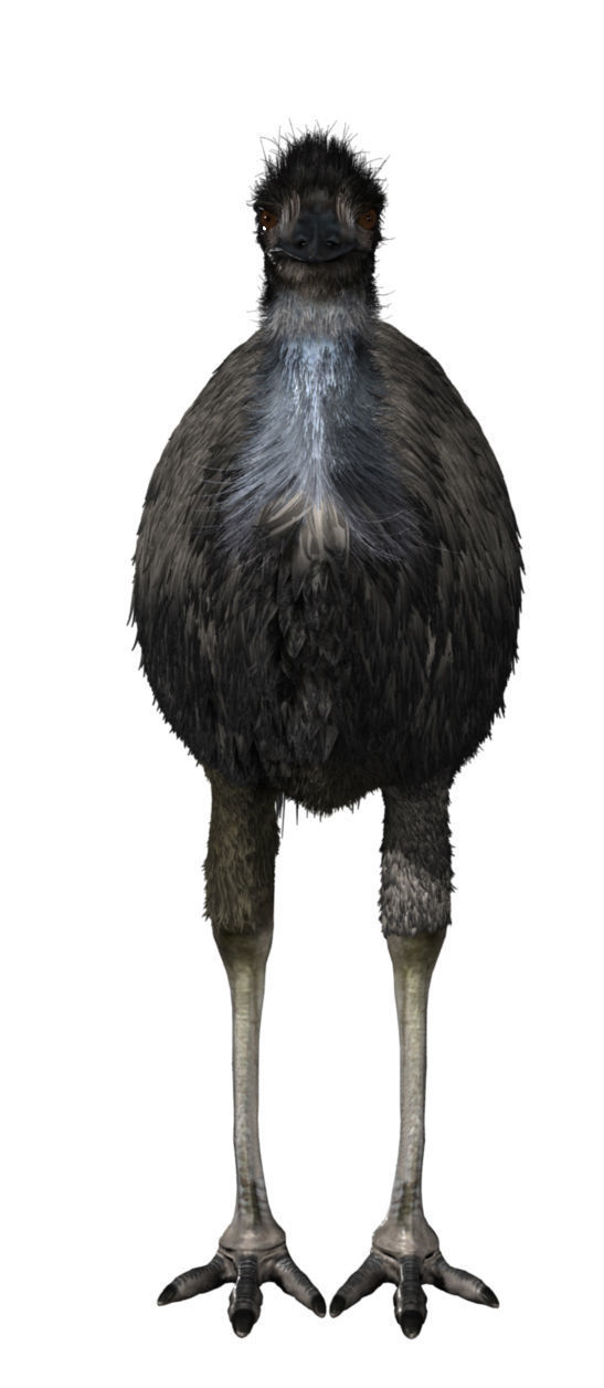 Emu with realistic fur Low-poly 3D model_4