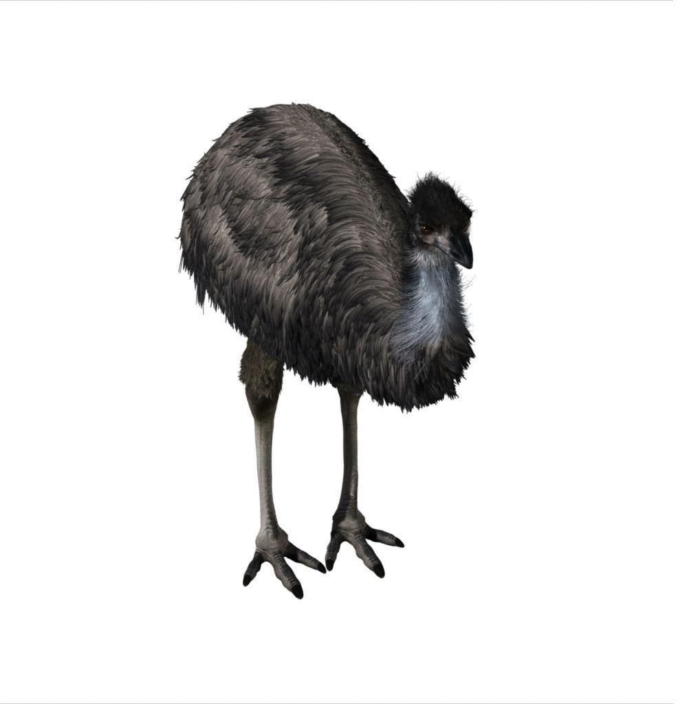 Emu with realistic fur Low-poly 3D model_2