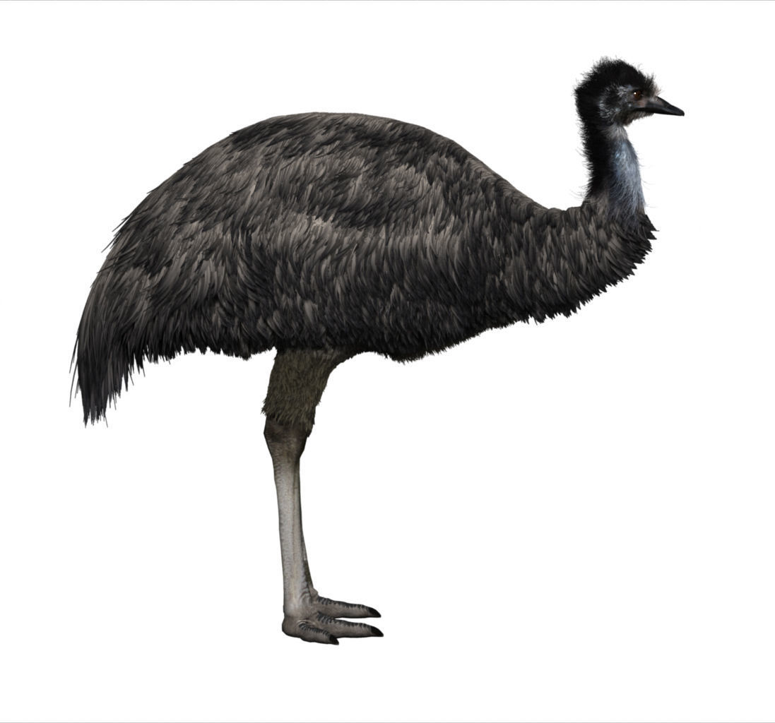 Emu with realistic fur Low-poly 3D model_1