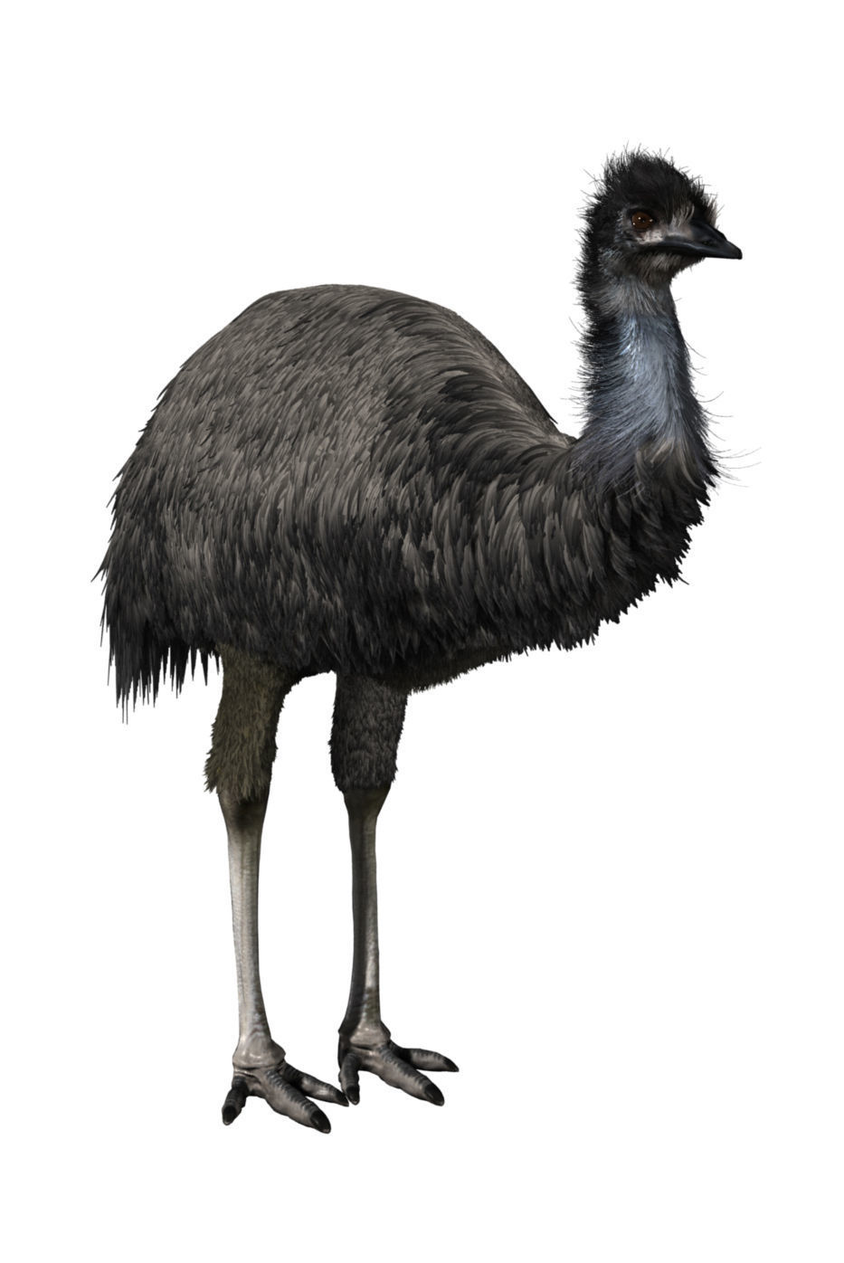 Emu with realistic fur Low-poly 3D model_3