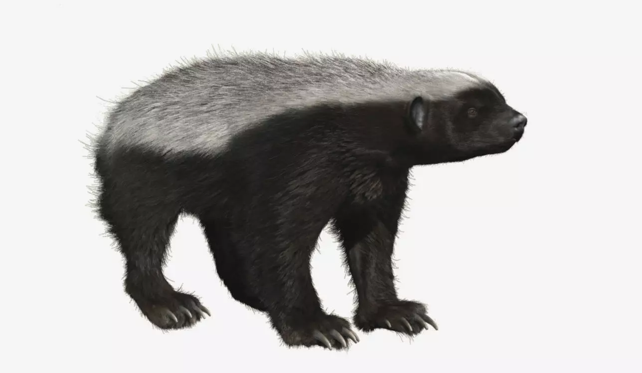 Honey badger with realistic fur Low-poly 3D model