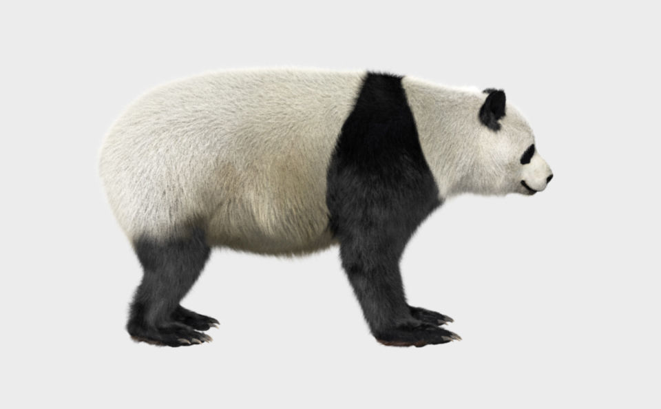 Panda with realistic fur 3D model_1