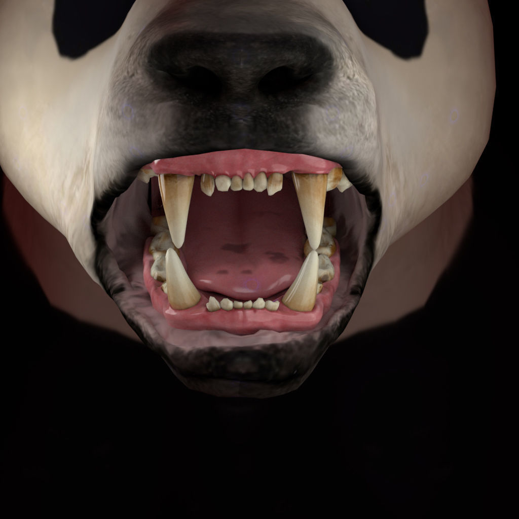 Panda with realistic fur 3D model_8