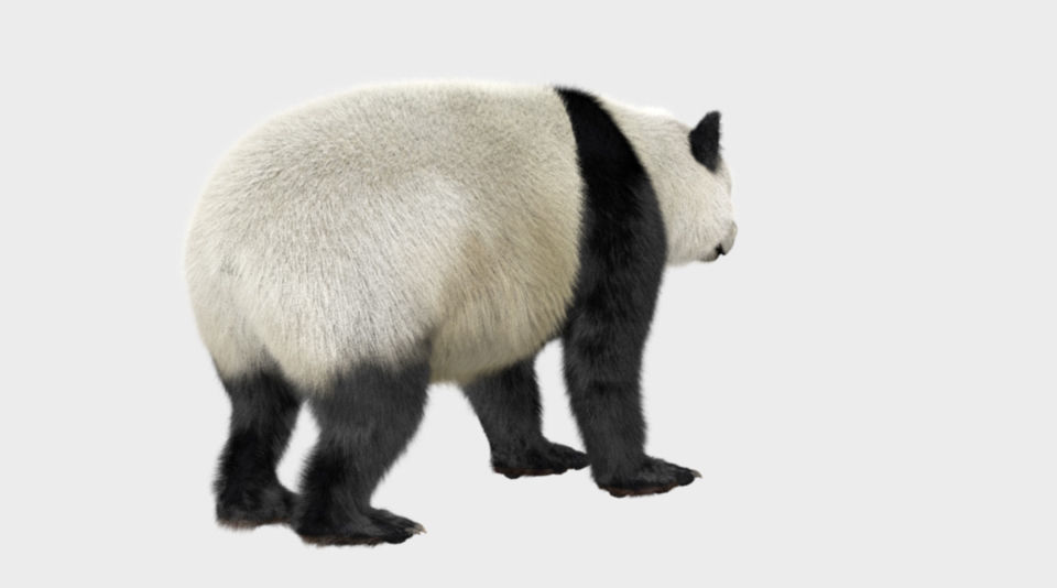 Panda with realistic fur 3D model_3