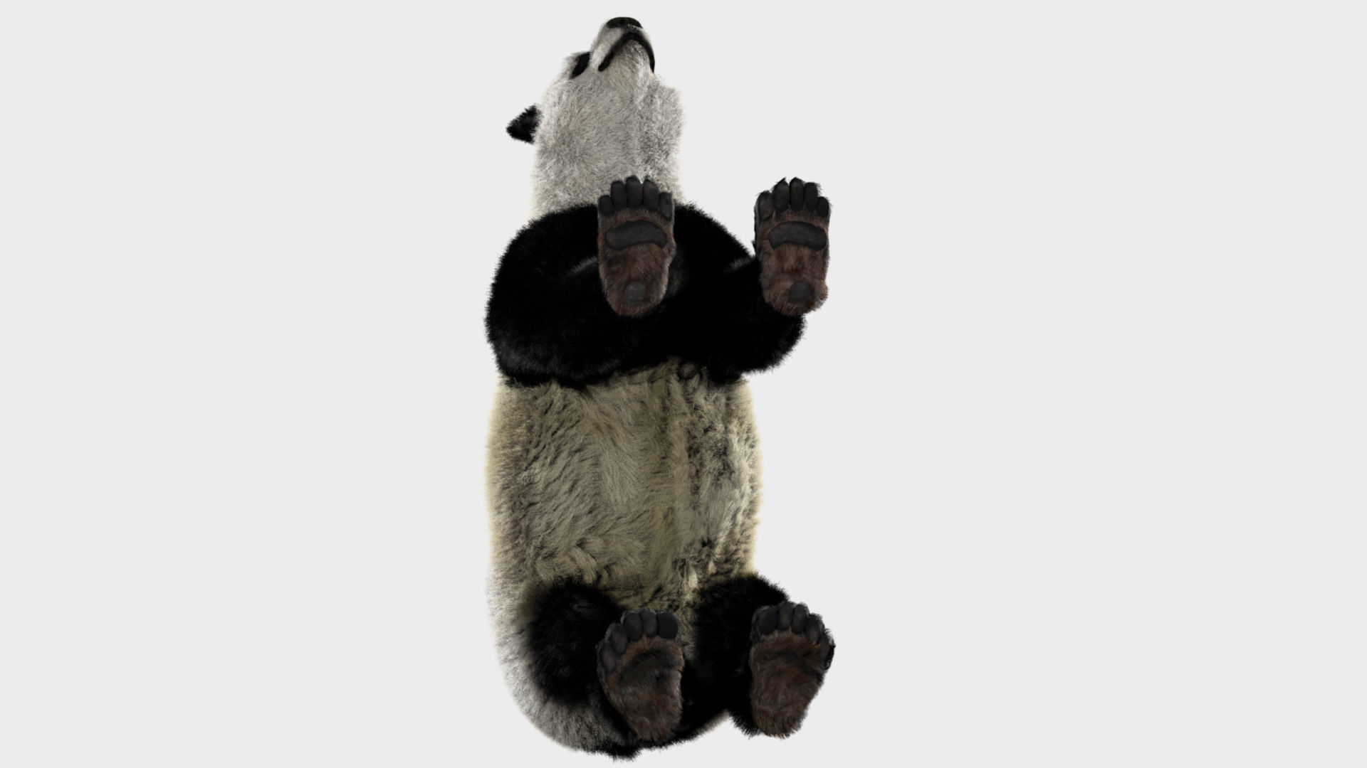 Panda with realistic fur 3D model_4