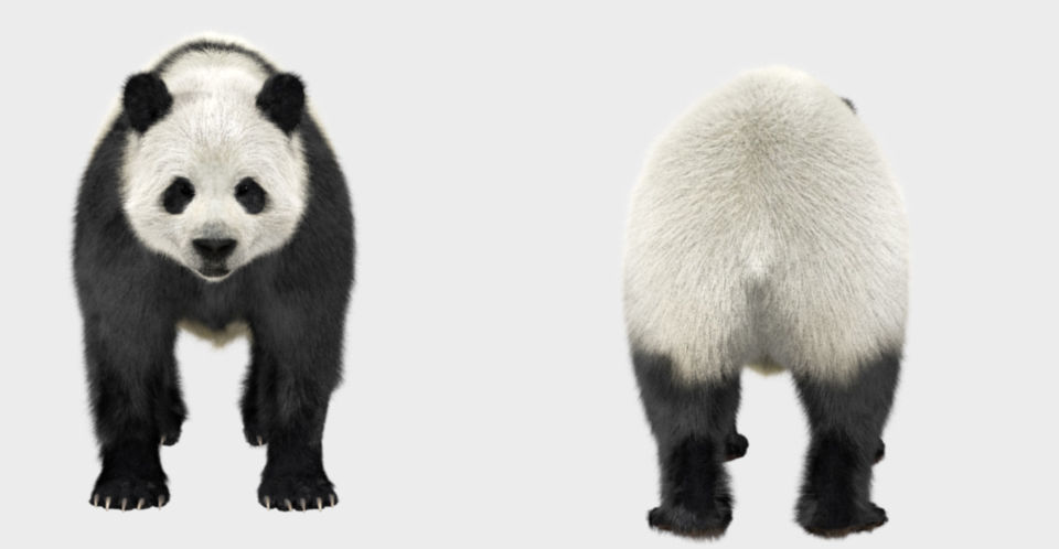 Panda with realistic fur 3D model_5