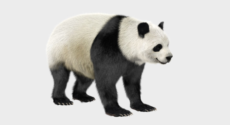 Panda with realistic fur 3D model_2