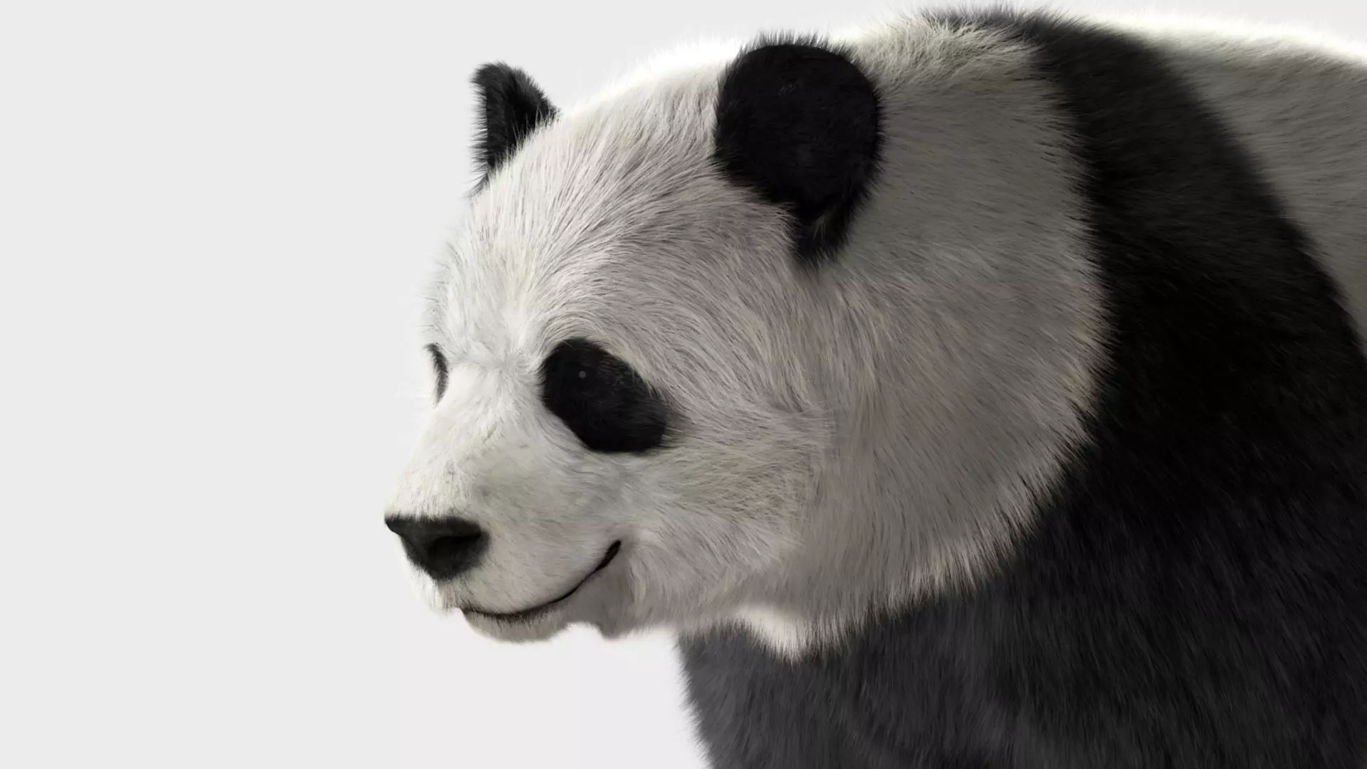 Panda with realistic fur 3D model_0