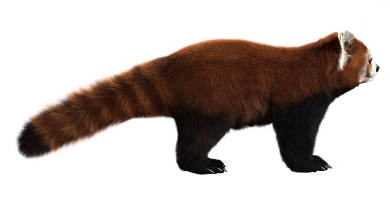 Red panda with realistic fur 3D model_1