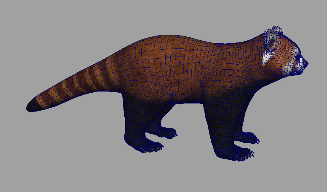 Red panda with realistic fur 3D model_6