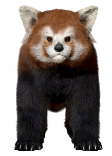Red panda with realistic fur 3D model