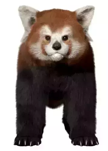 Red panda with realistic fur 3D model