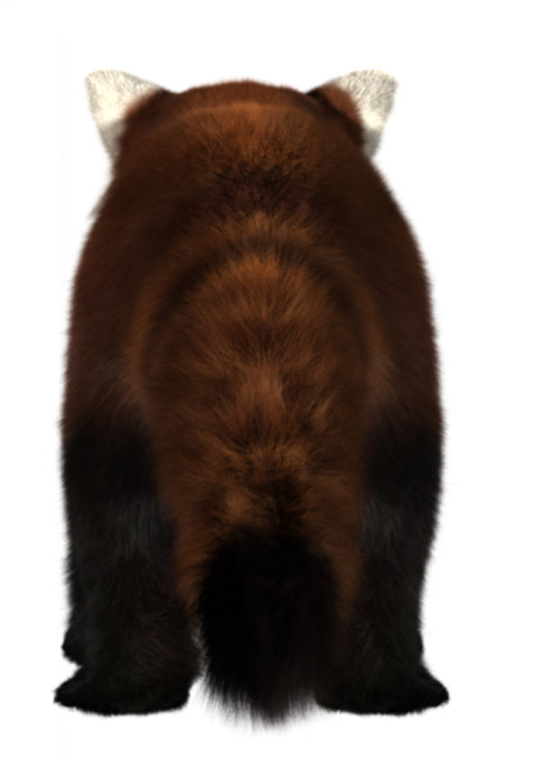 Red panda with realistic fur 3D model_2