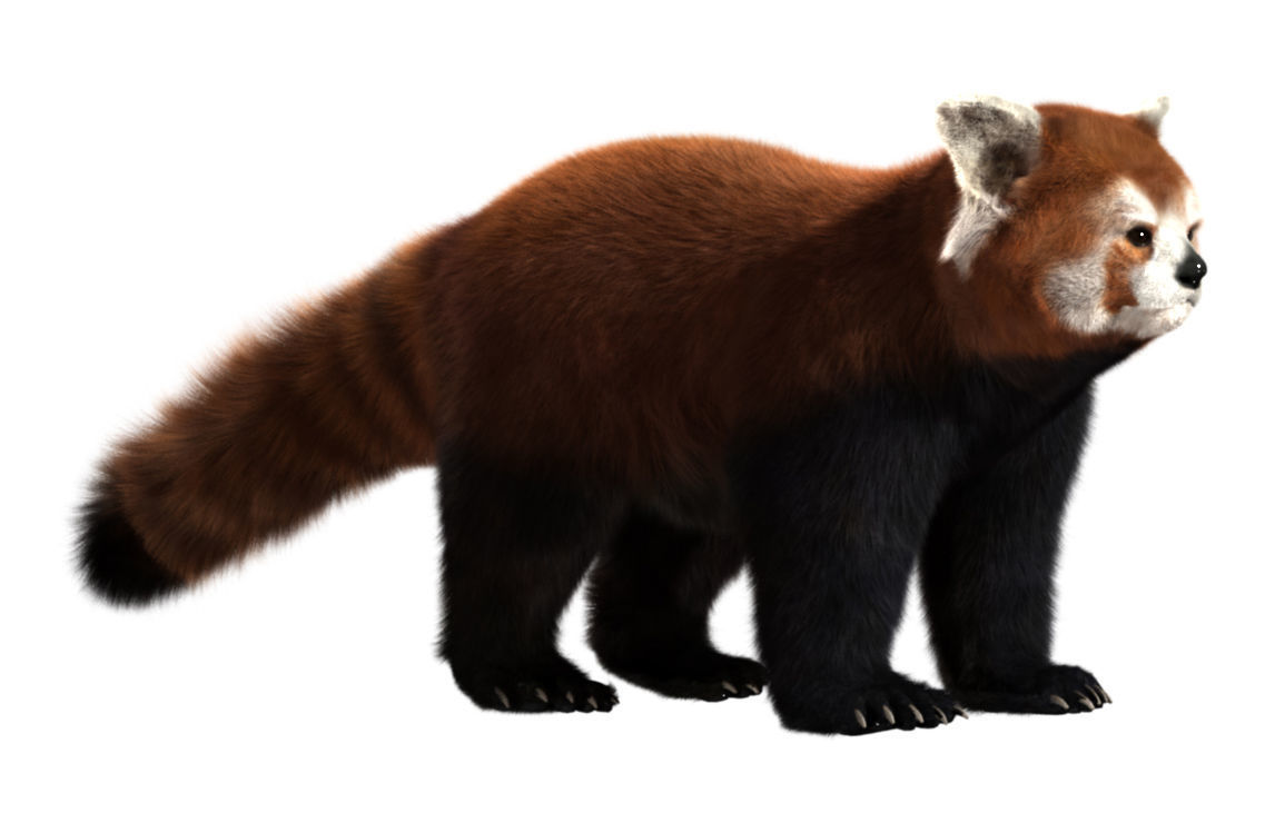 Red panda with realistic fur 3D model_3