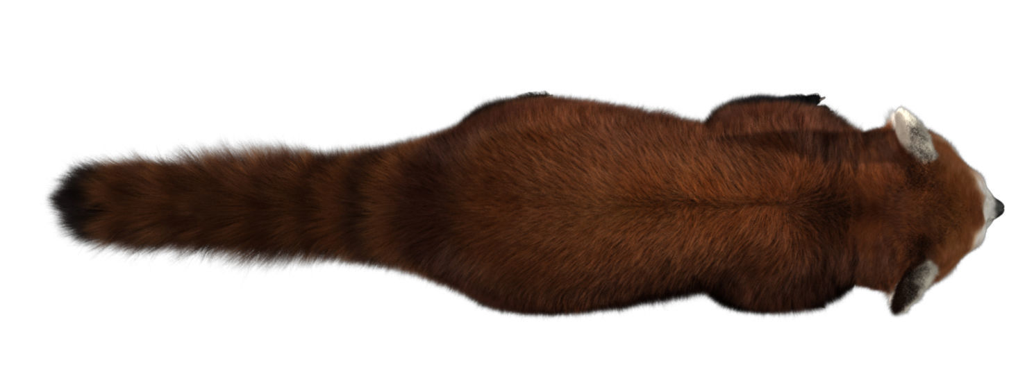 Red panda with realistic fur 3D model_4