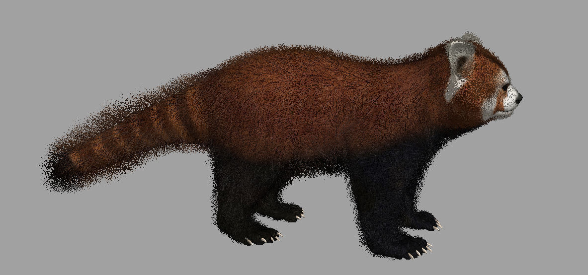 Red panda with realistic fur 3D model_5