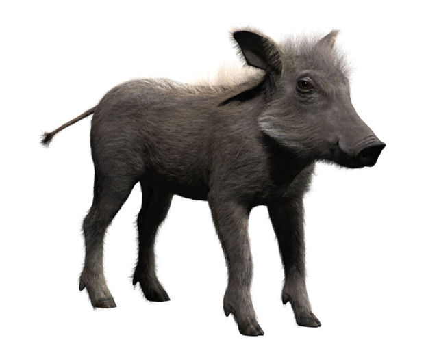 Warthog baby with realistic fur Low-poly 3D model