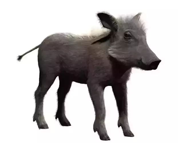 Warthog baby with realistic fur Low-poly 3D model