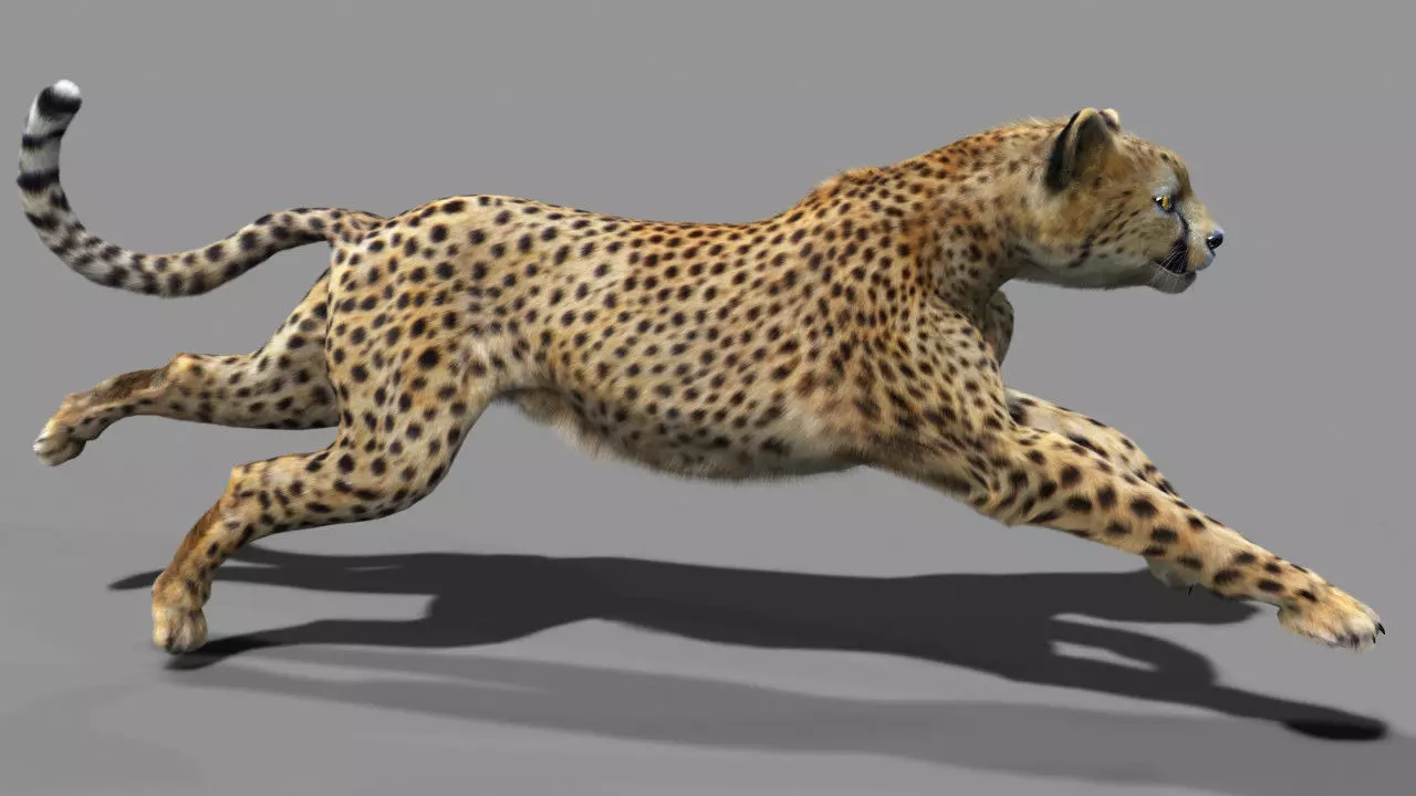 Cheetah with realistic fur Low-poly 3D model_0
