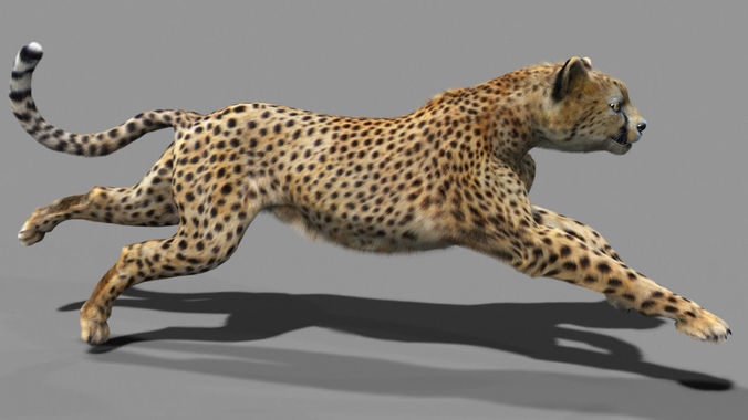 Cheetah with realistic fur Low-poly 3D model