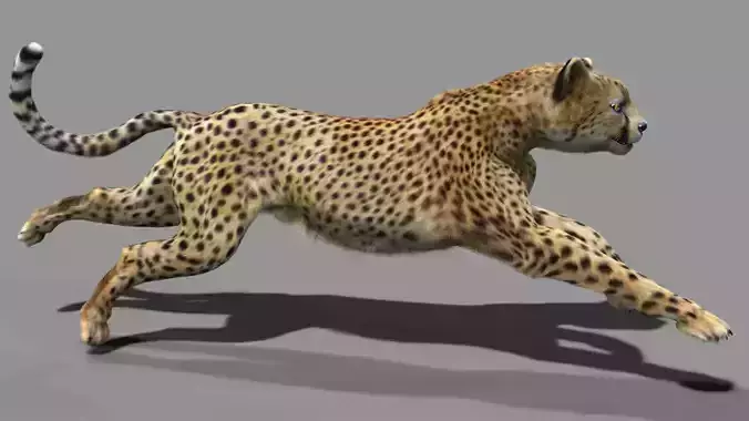 Cheetah with realistic fur Low-poly 3D model